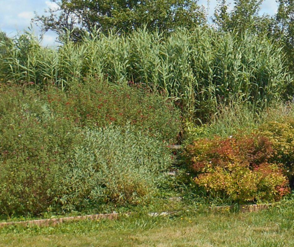 ALCEA Eco-paysage - photo 5